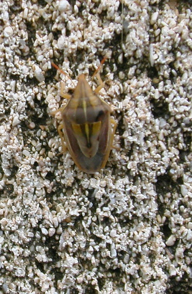 Pentatomidae: Aelia germari di Sardegna